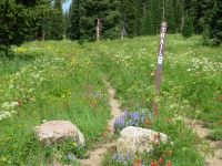 Trail near Dumont Lake